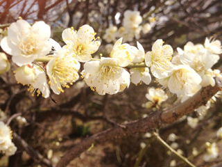 20130311no02.jpg