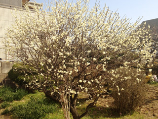 20130311no1.jpg