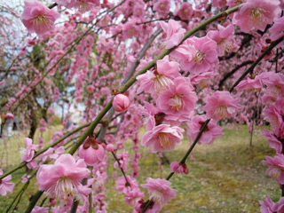 20130316no3.jpg