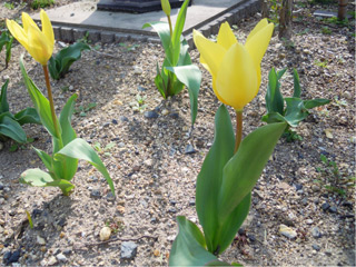 20130325no1.jpg