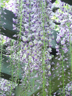 20130420no5.jpg