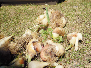20130507no1.jpg