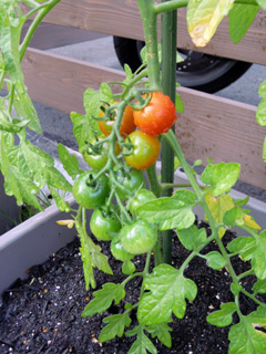 tomato.jpg