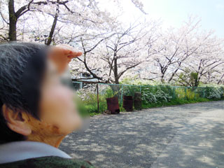 hanami05.jpg